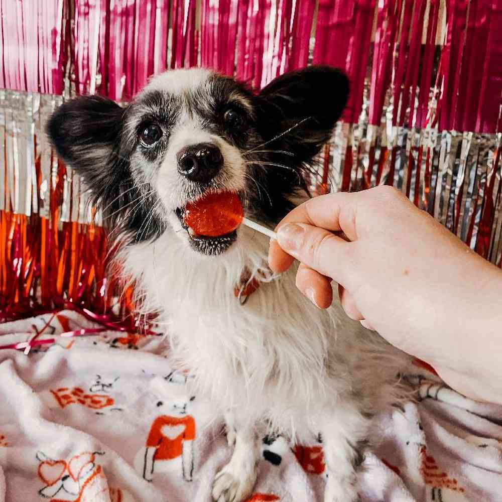 Female Papillon Dog for Sale in Neosho, MO