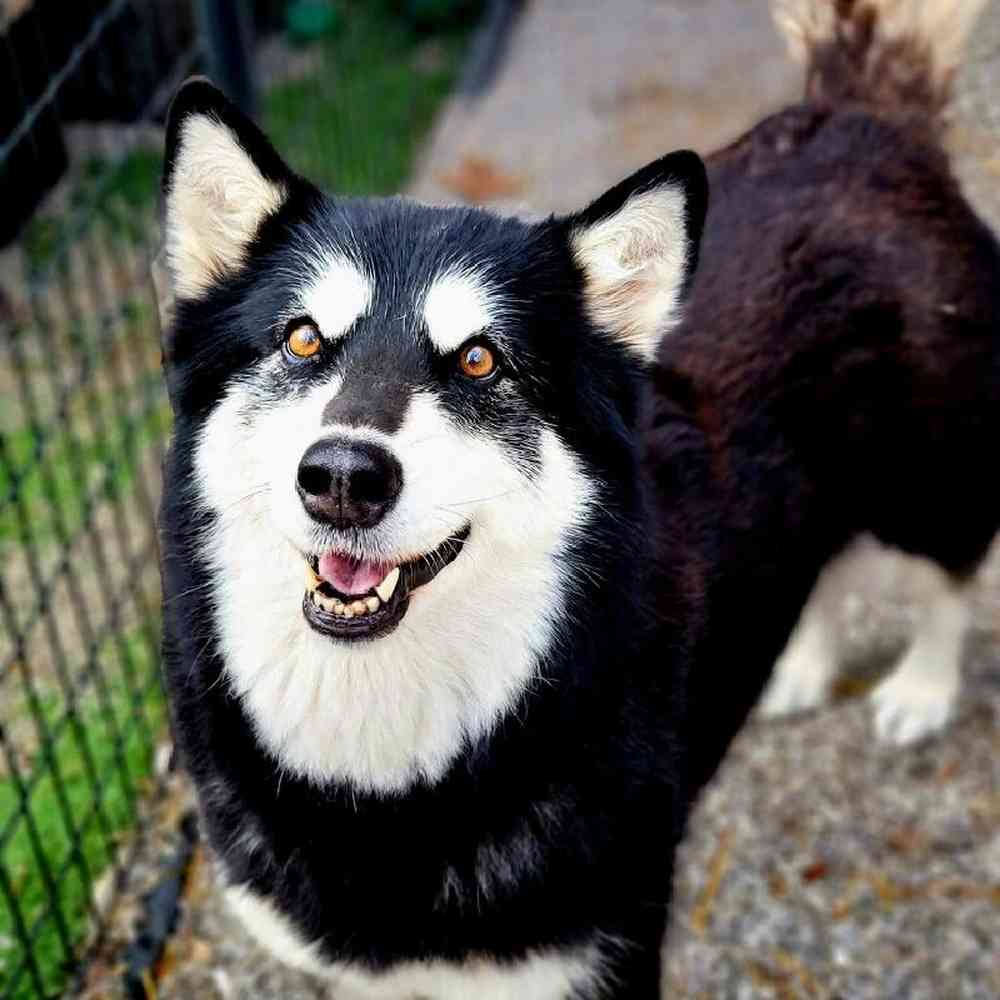 Female Alaskan Malamute Dog for Sale in Neosho, MO