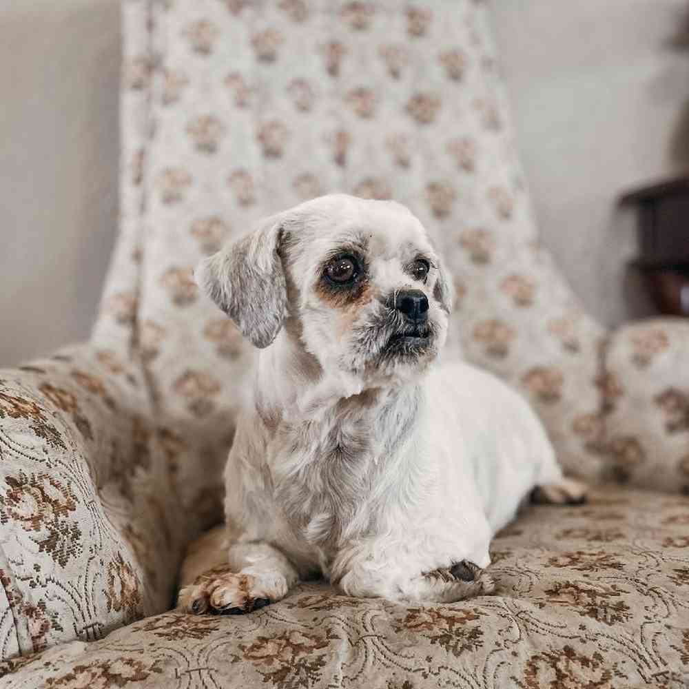 Female Lhasa Apso Dog for Sale in Neosho, MO