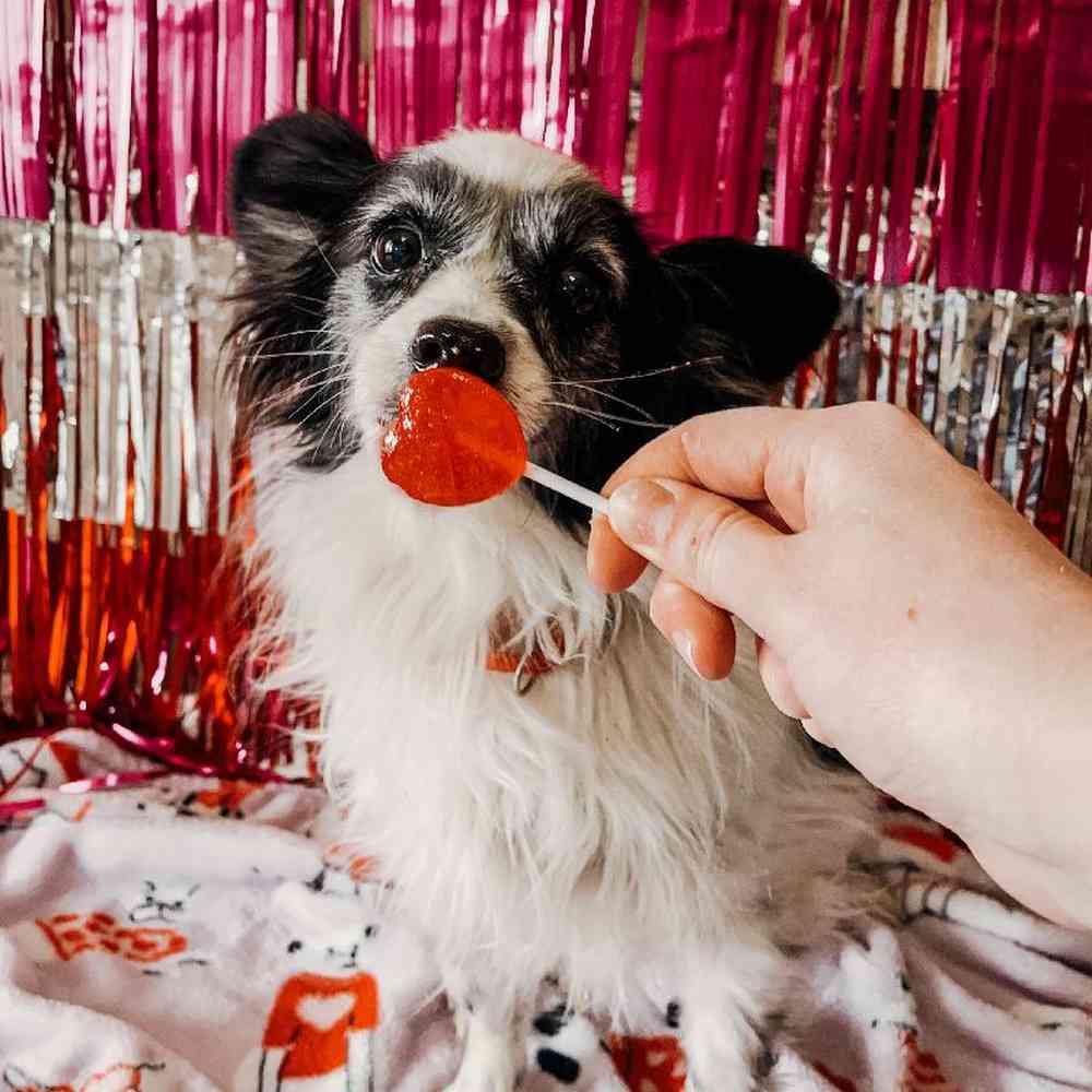 Female Papillon Dog for Sale in Neosho, MO