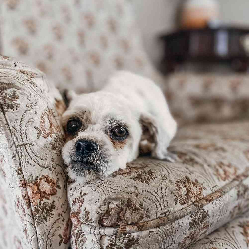 Female Lhasa Apso Dog for Sale in Neosho, MO