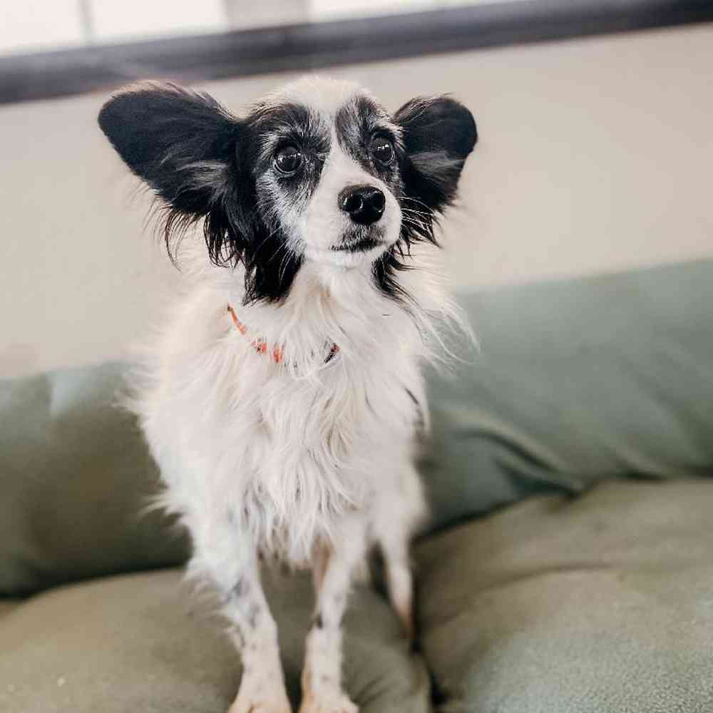 Female Papillon Dog for Sale in Neosho, MO