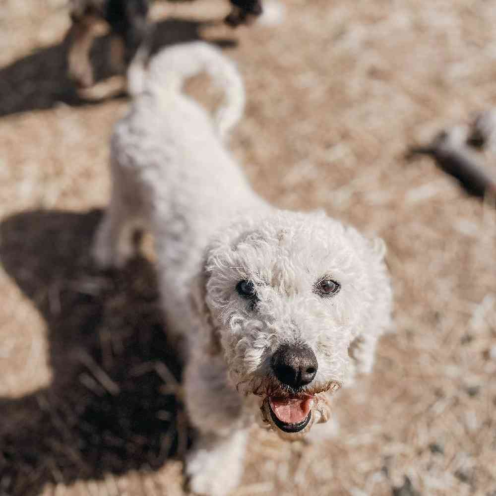 Female Bichon Dog for Sale in Neosho, MO