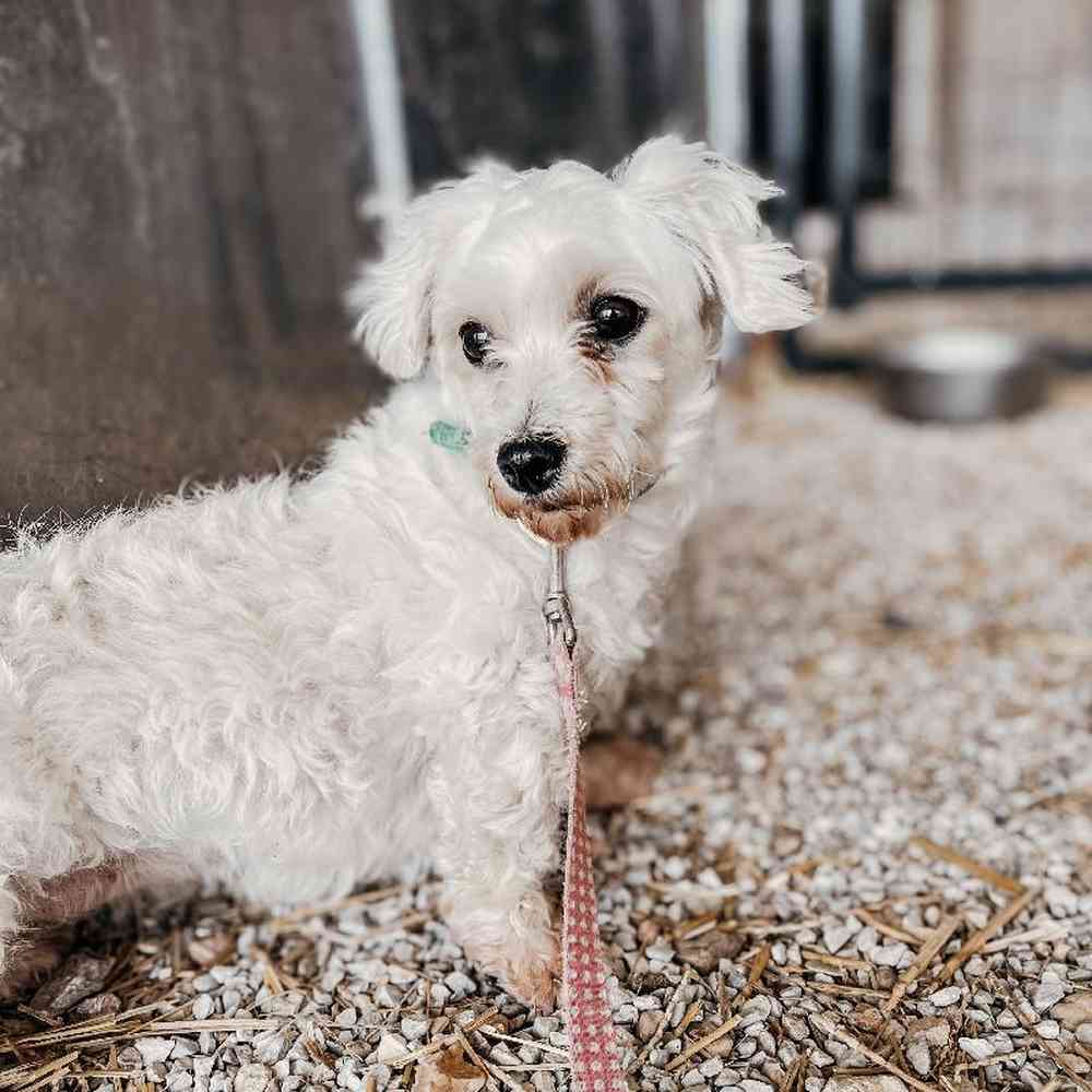 Female Maltese Dog for Sale in Neosho, MO