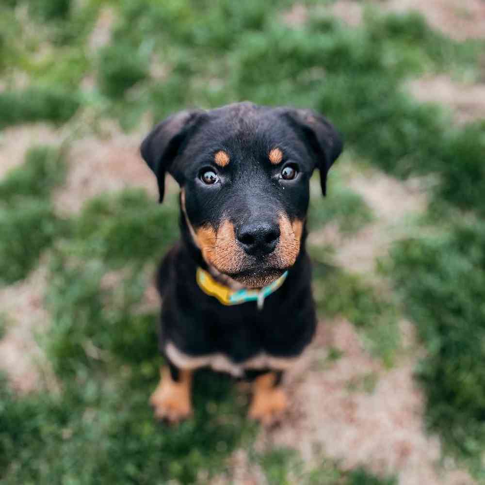 Female Rottweiler Dog for Sale in Neosho, MO