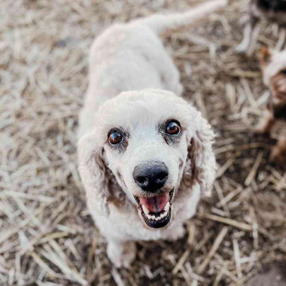 Female Mini Goldendoodle Dog for Sale in Neosho, MO