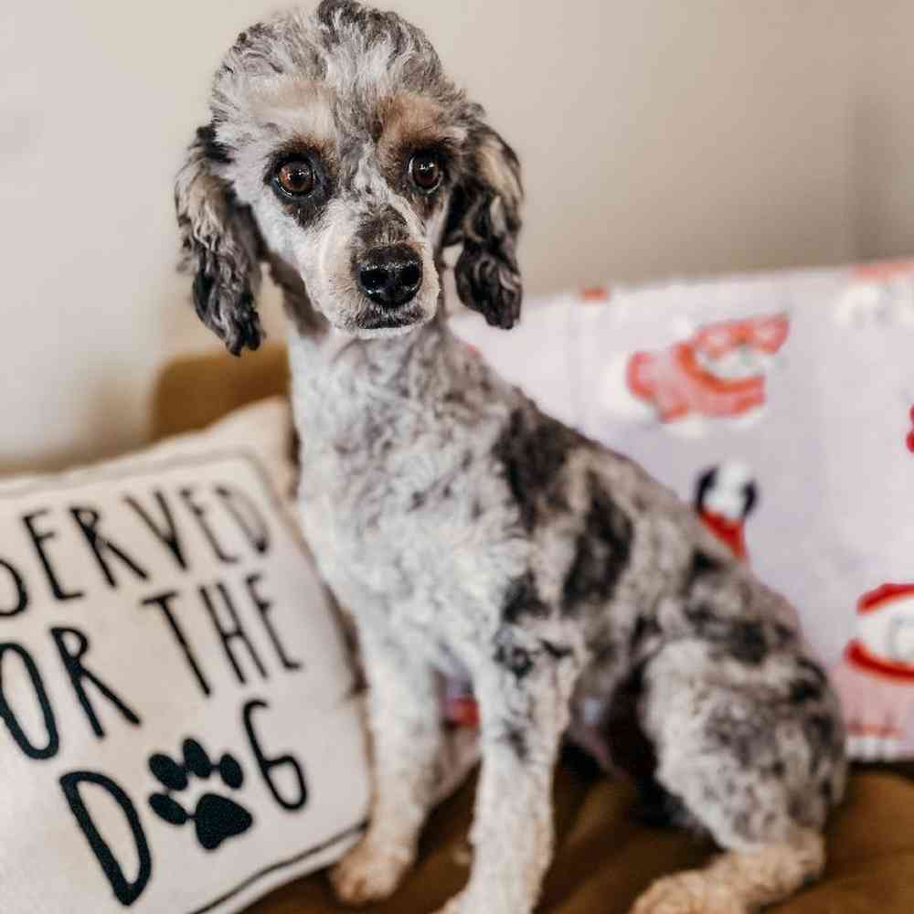 Female Poodle Dog for Sale in Neosho, MO
