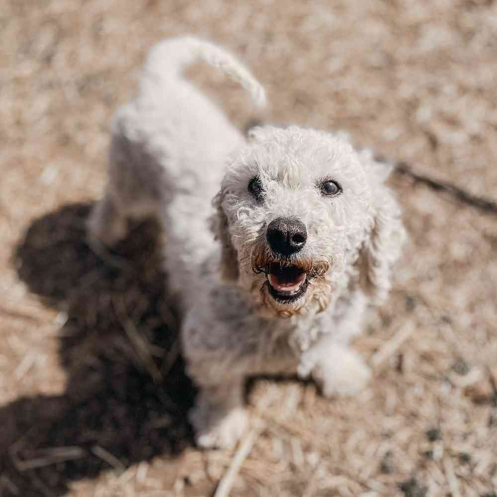 Female Bichon Dog for Sale in Neosho, MO