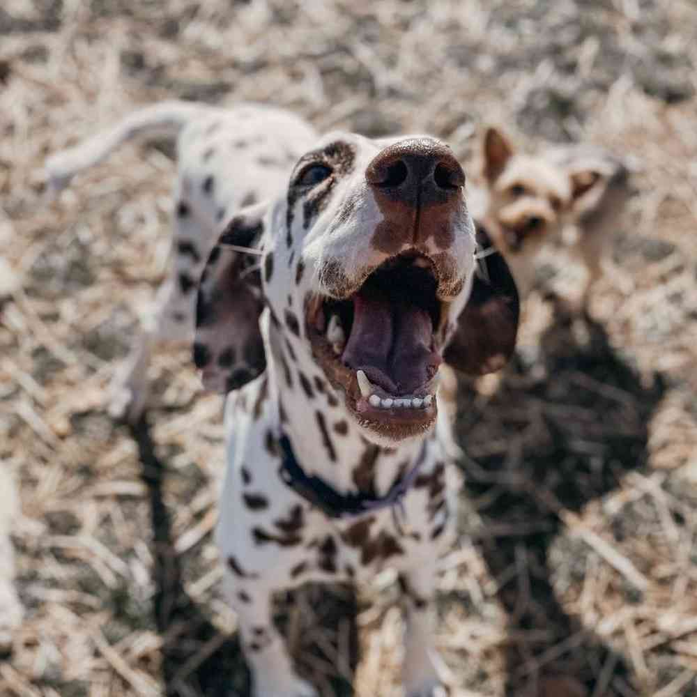 Female Dalmatian Dog for Sale in Neosho, MO
