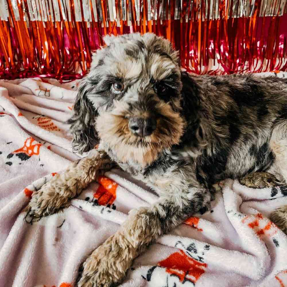 Female Cockapoo Dog for Sale in Neosho, MO