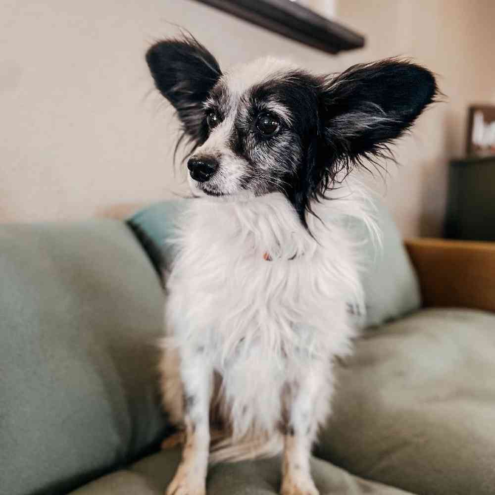 Female Papillon Dog for Sale in Neosho, MO