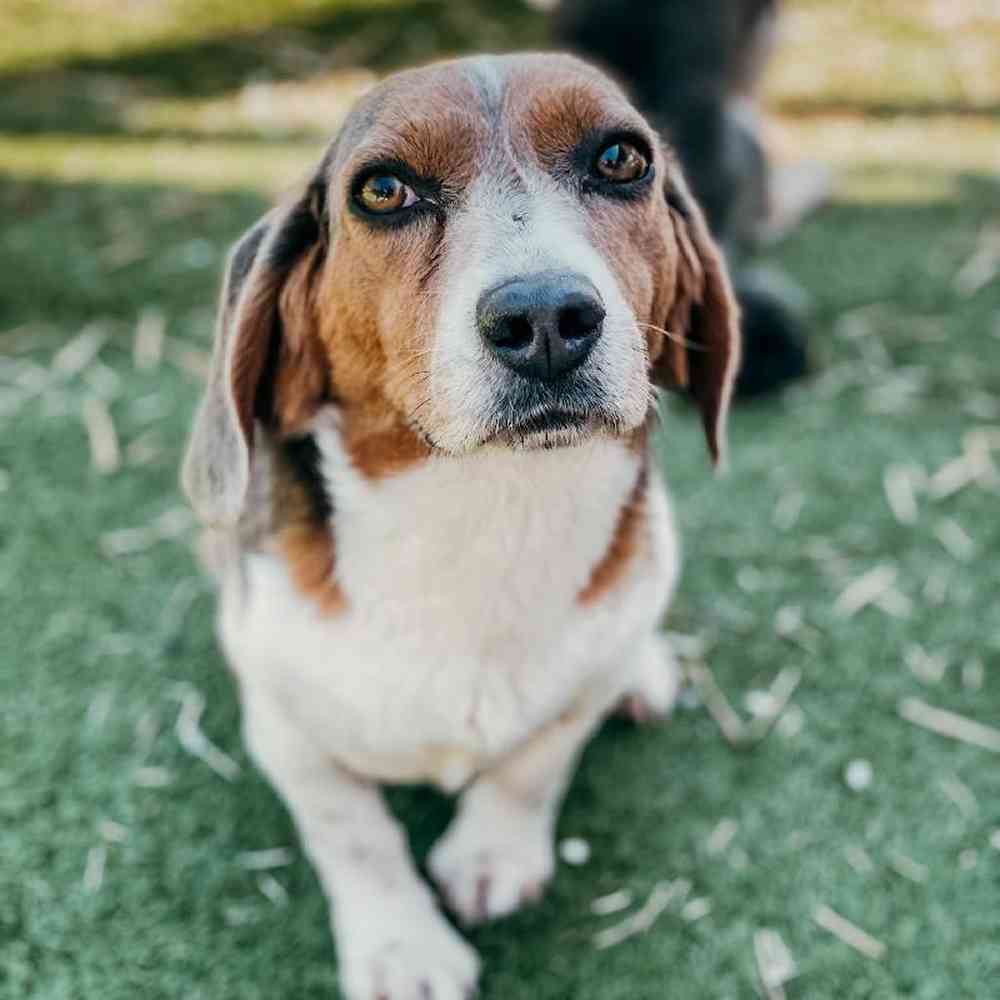 Male Beagle Dog for Sale in Neosho, MO