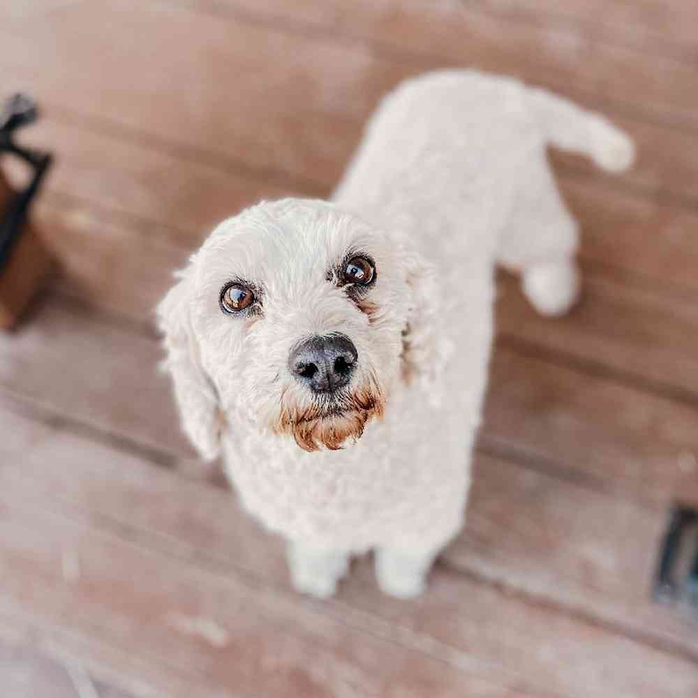 Female Mini Goldendoodle Dog for Sale in Neosho, MO