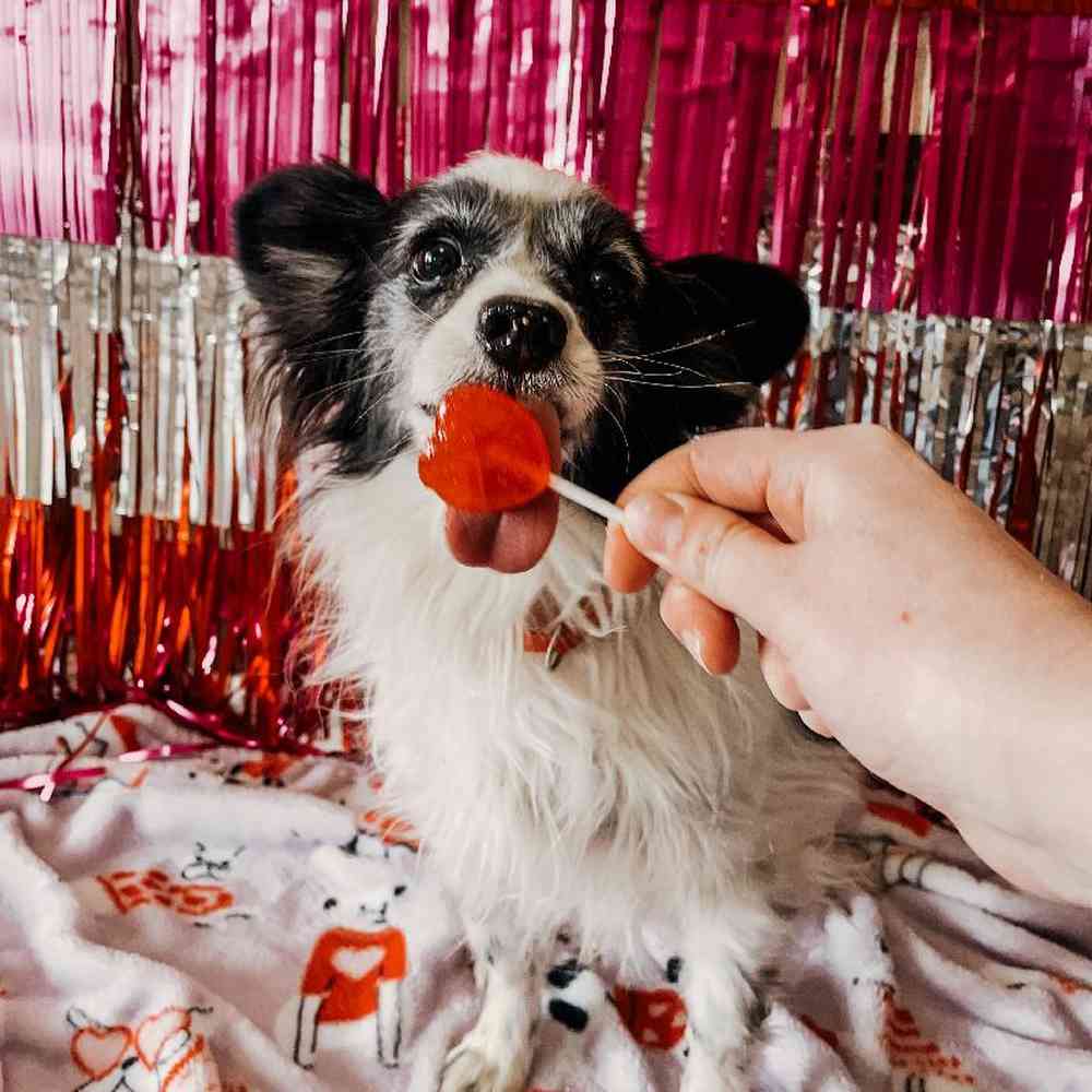 Female Papillon Dog for Sale in Neosho, MO