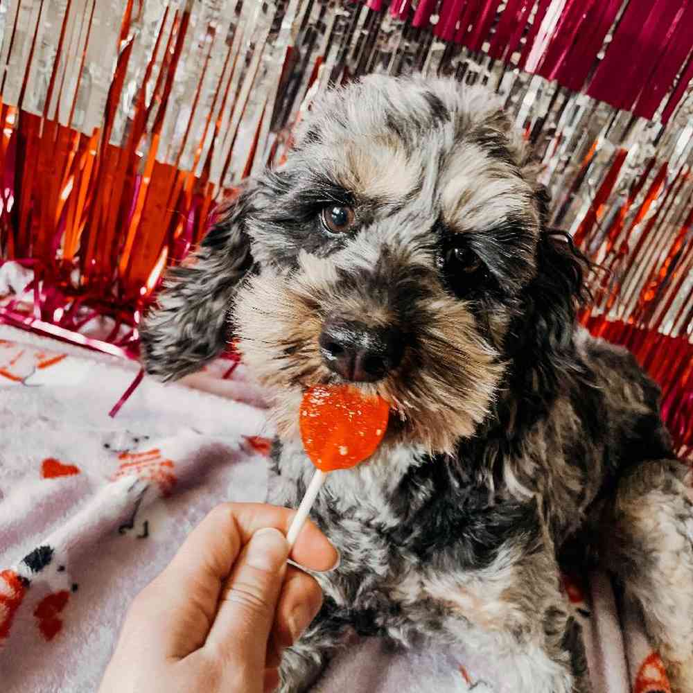 Female Cockapoo Dog for Sale in Neosho, MO