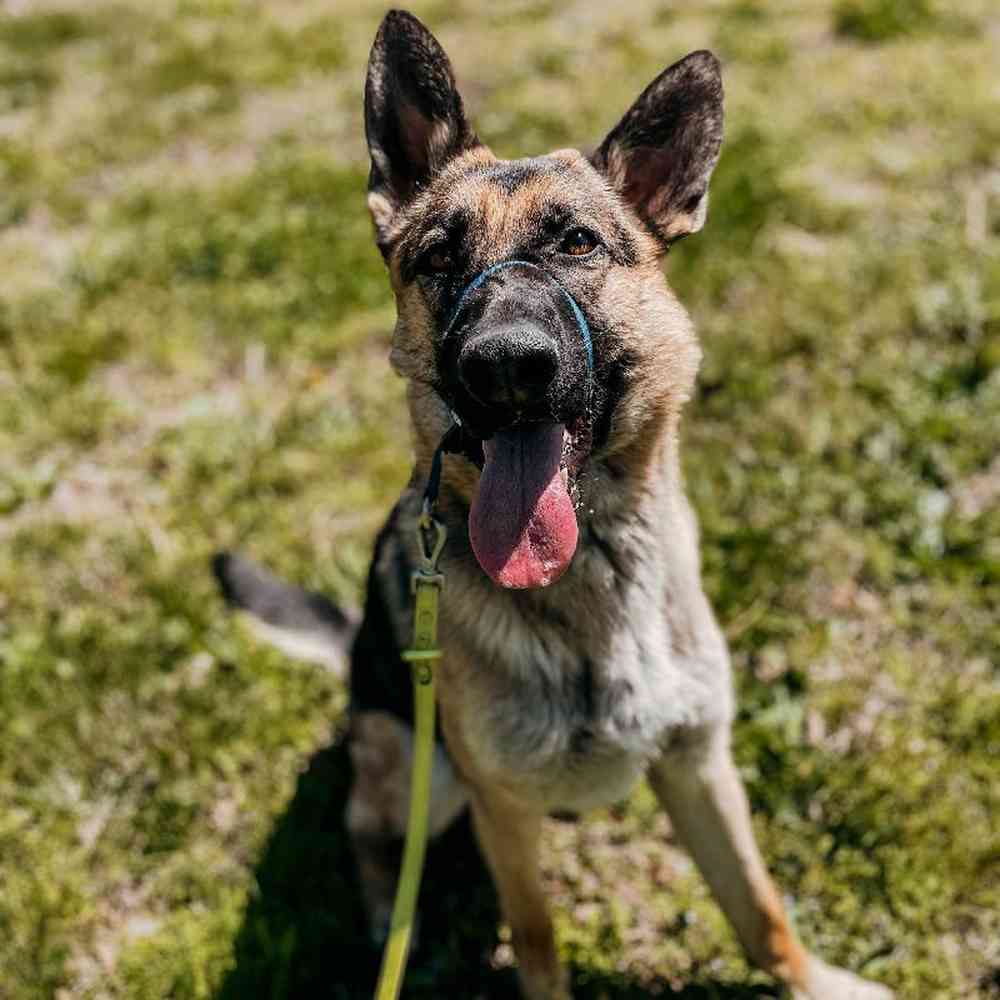 Female German Shepherd Dog for Sale in Neosho, MO