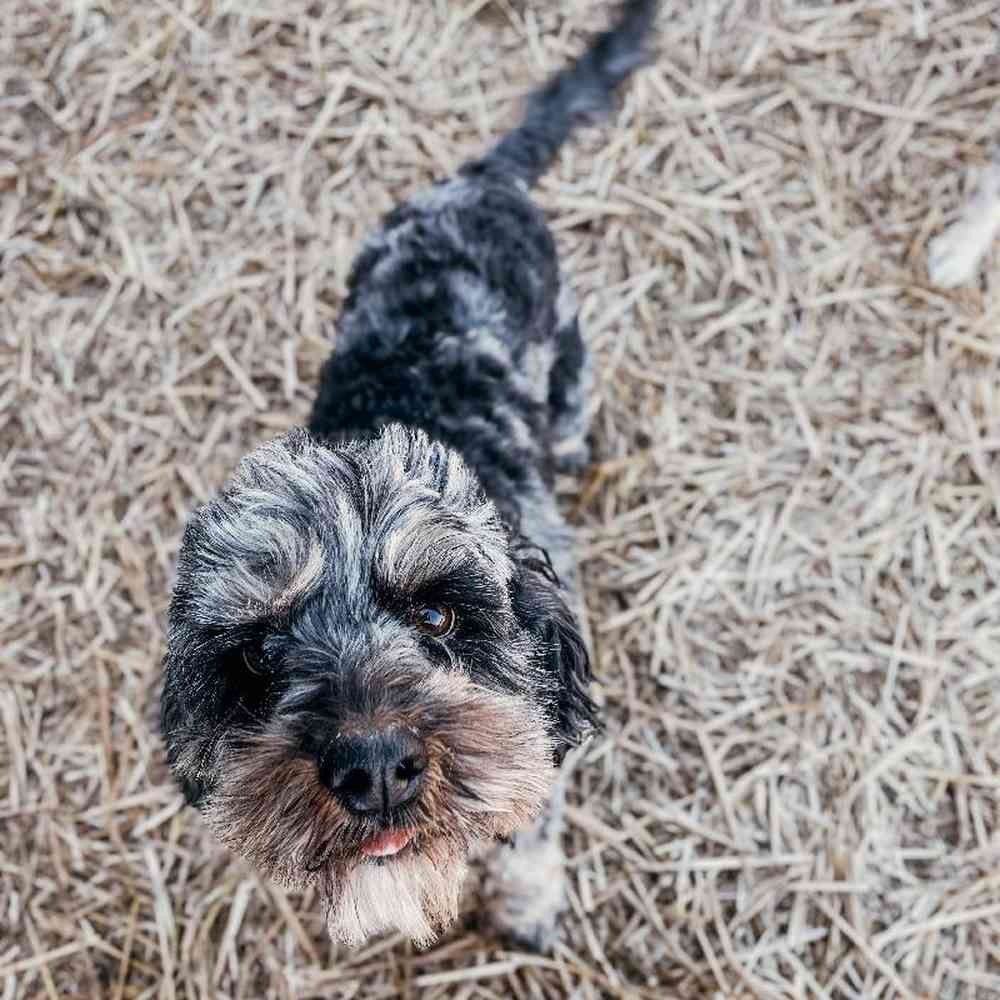 Female Cockapoo Dog for Sale in Neosho, MO
