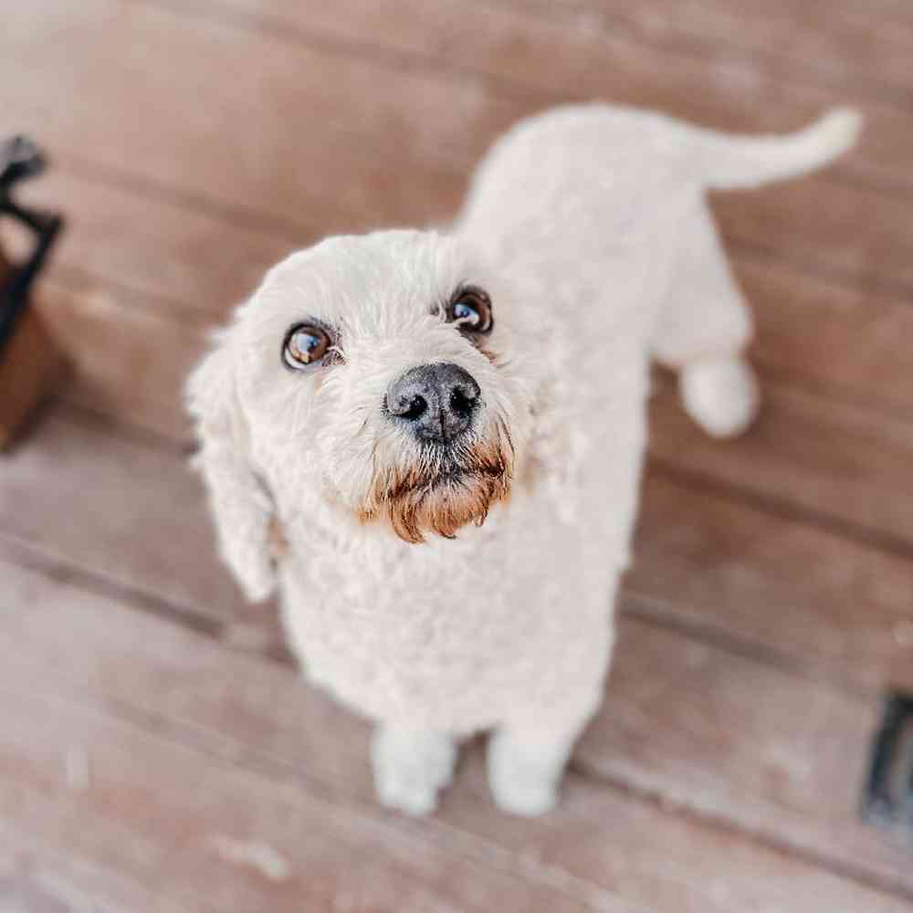 Female Mini Goldendoodle Dog for Sale in Neosho, MO