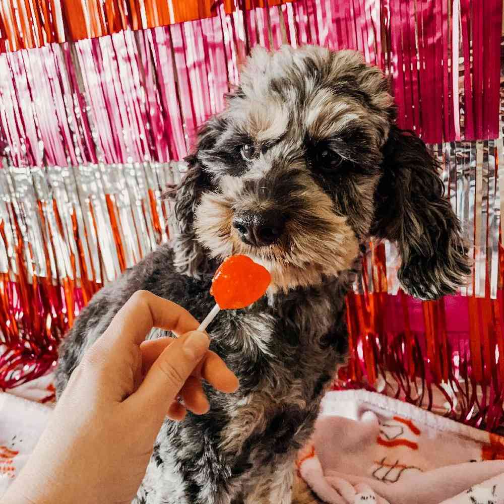 Female Cockapoo Dog for Sale in Neosho, MO