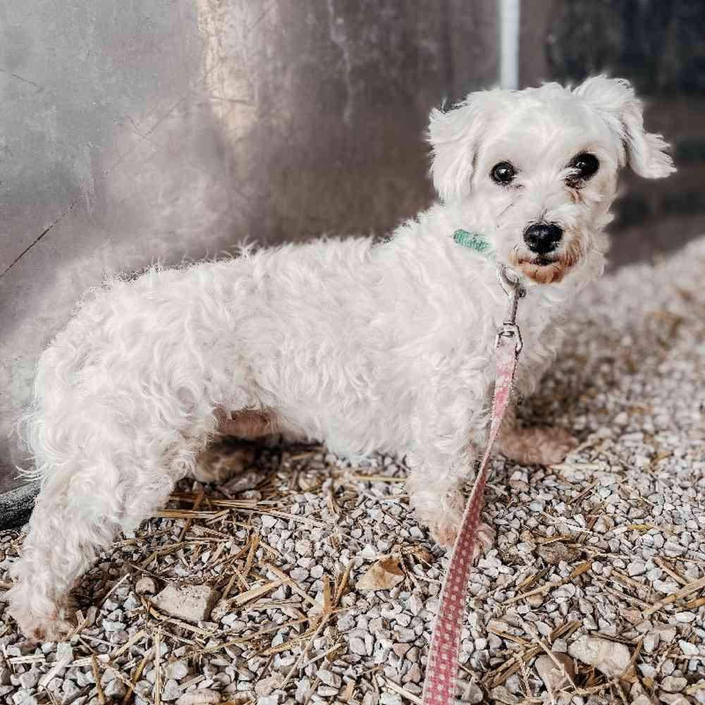 Female Maltese Dog for Sale in Neosho, MO