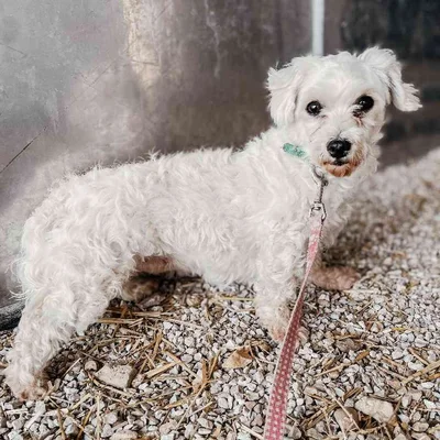 Female Maltese Dog for Sale in Neosho, MO