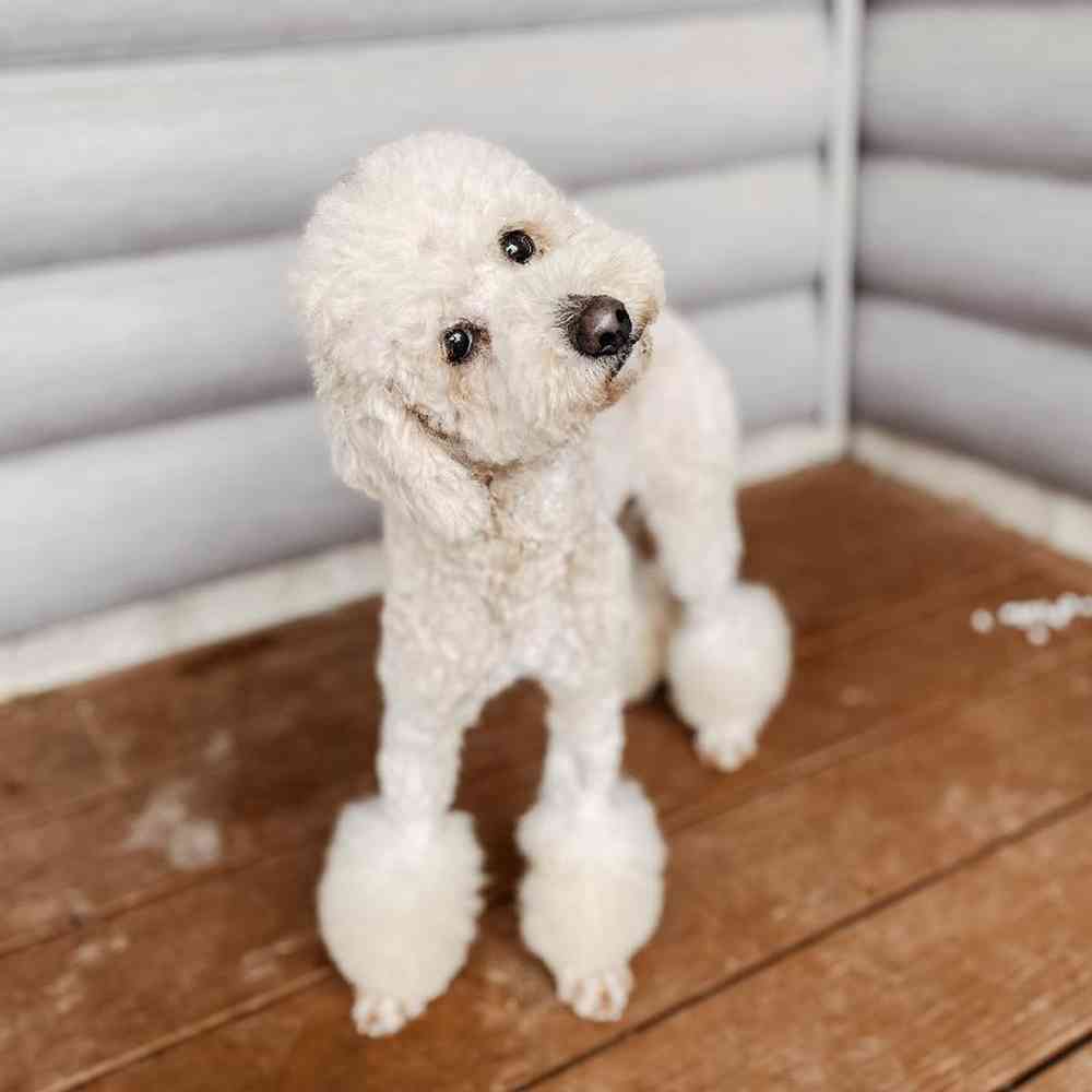 Female Poodle Dog for Sale in Neosho, MO