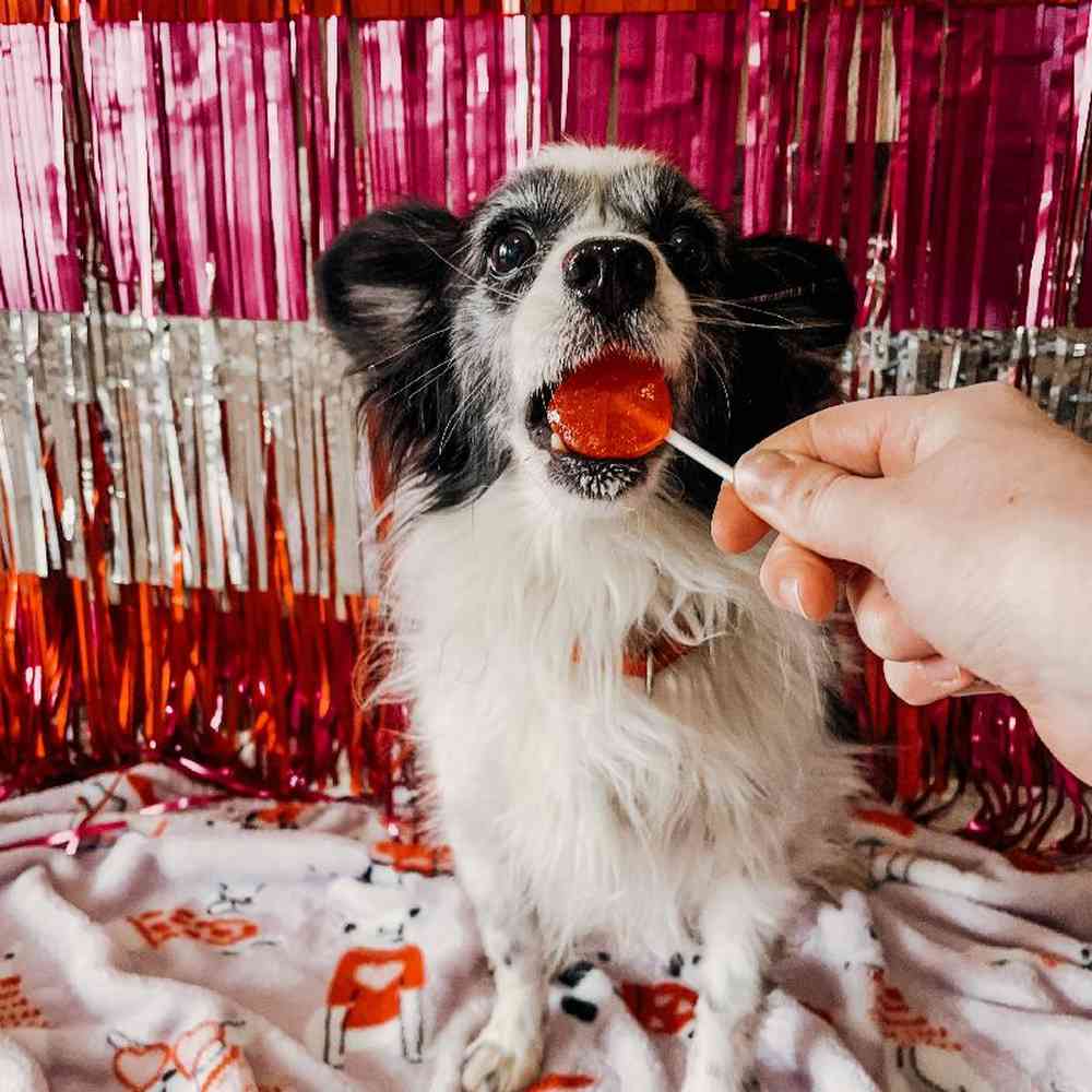 Female Papillon Dog for Sale in Neosho, MO