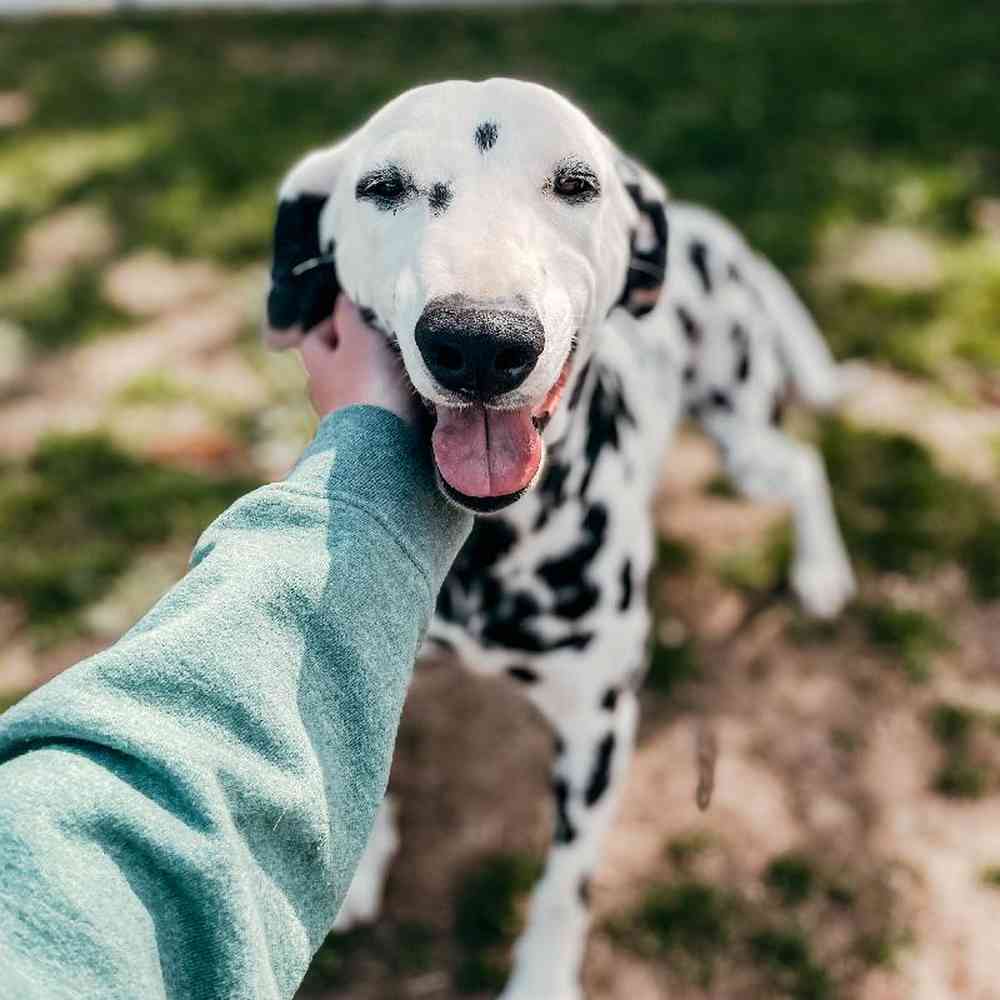 Female Dalmatian Dog for Sale in Neosho, MO