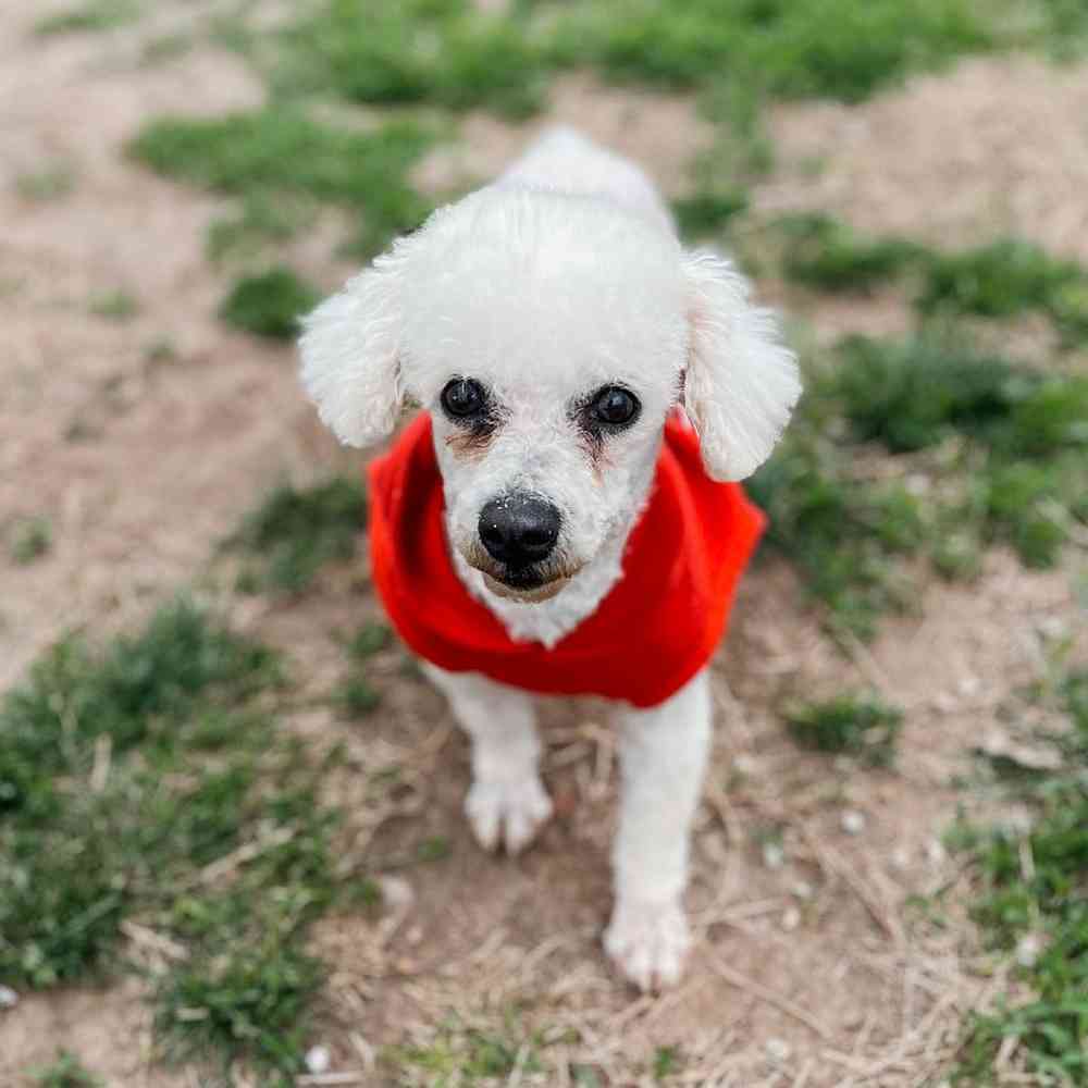 Female Bichon Dog for Sale in Neosho, MO
