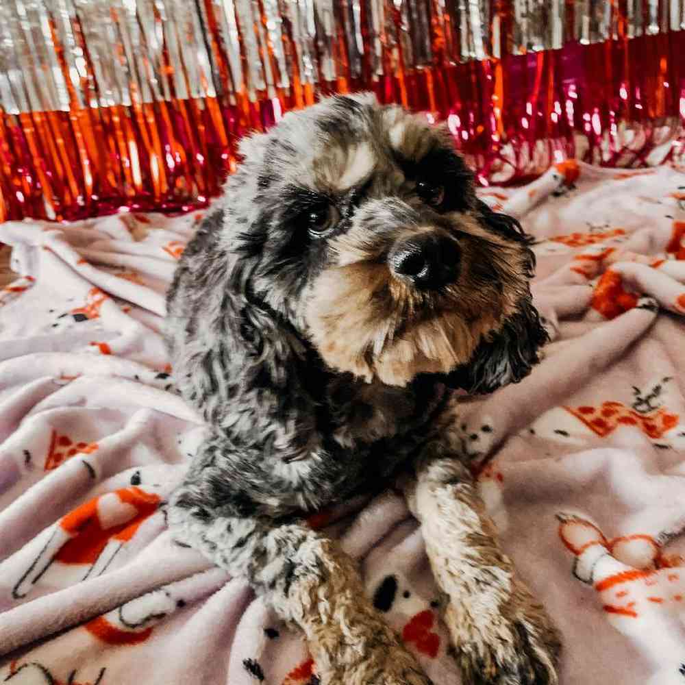 Female Cockapoo Dog for Sale in Neosho, MO