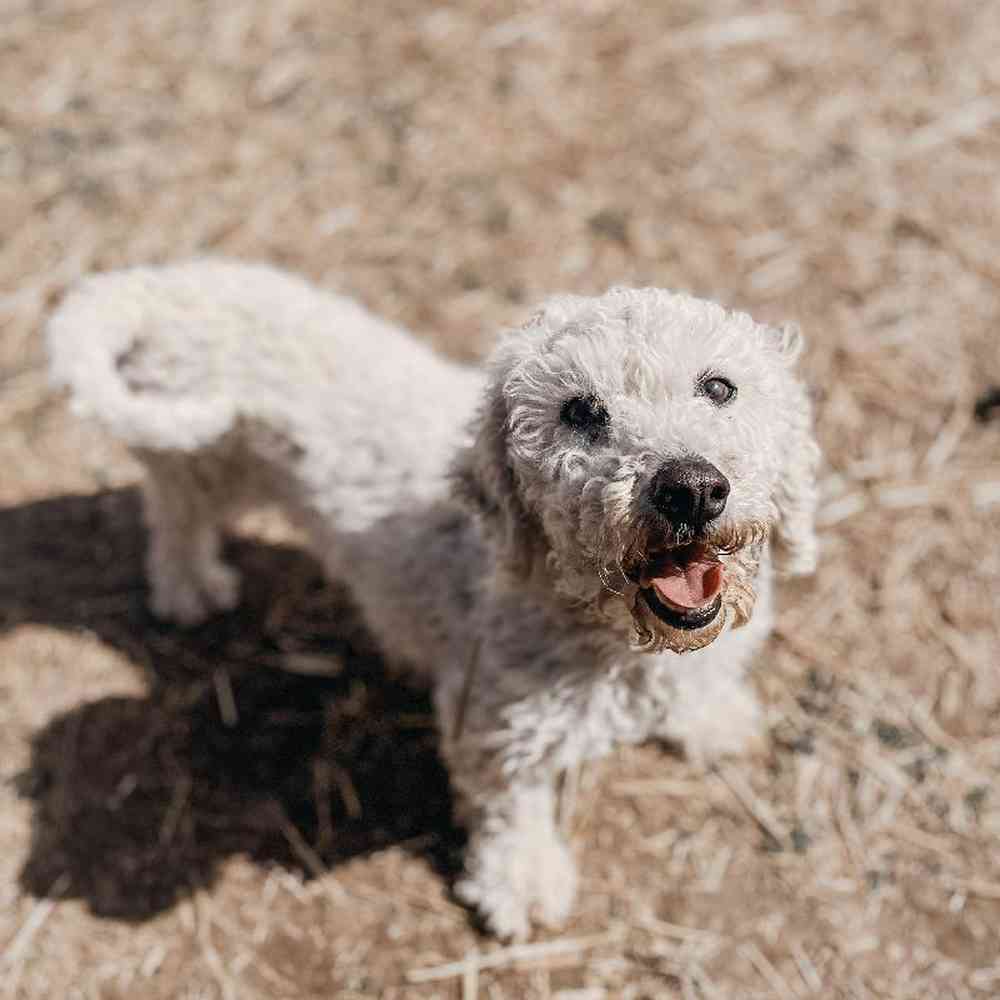 Female Bichon Dog for Sale in Neosho, MO