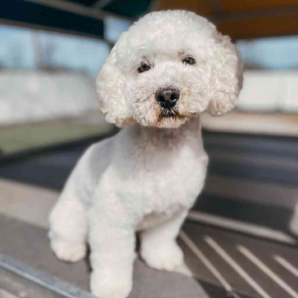 Male Bichon-Poodle Dog for Sale in Neosho, MO