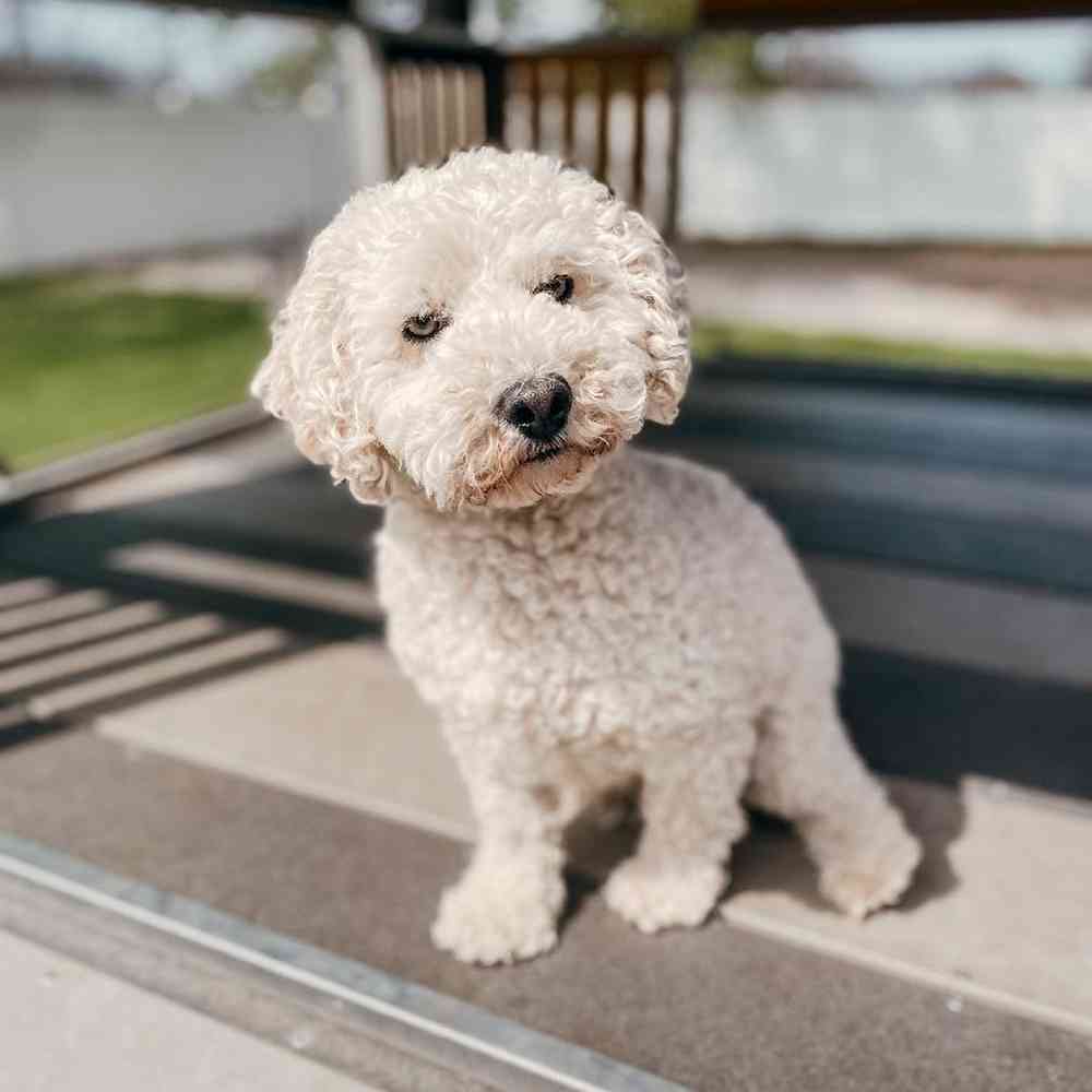 Male Bichon-Poodle Dog for Sale in Neosho, MO