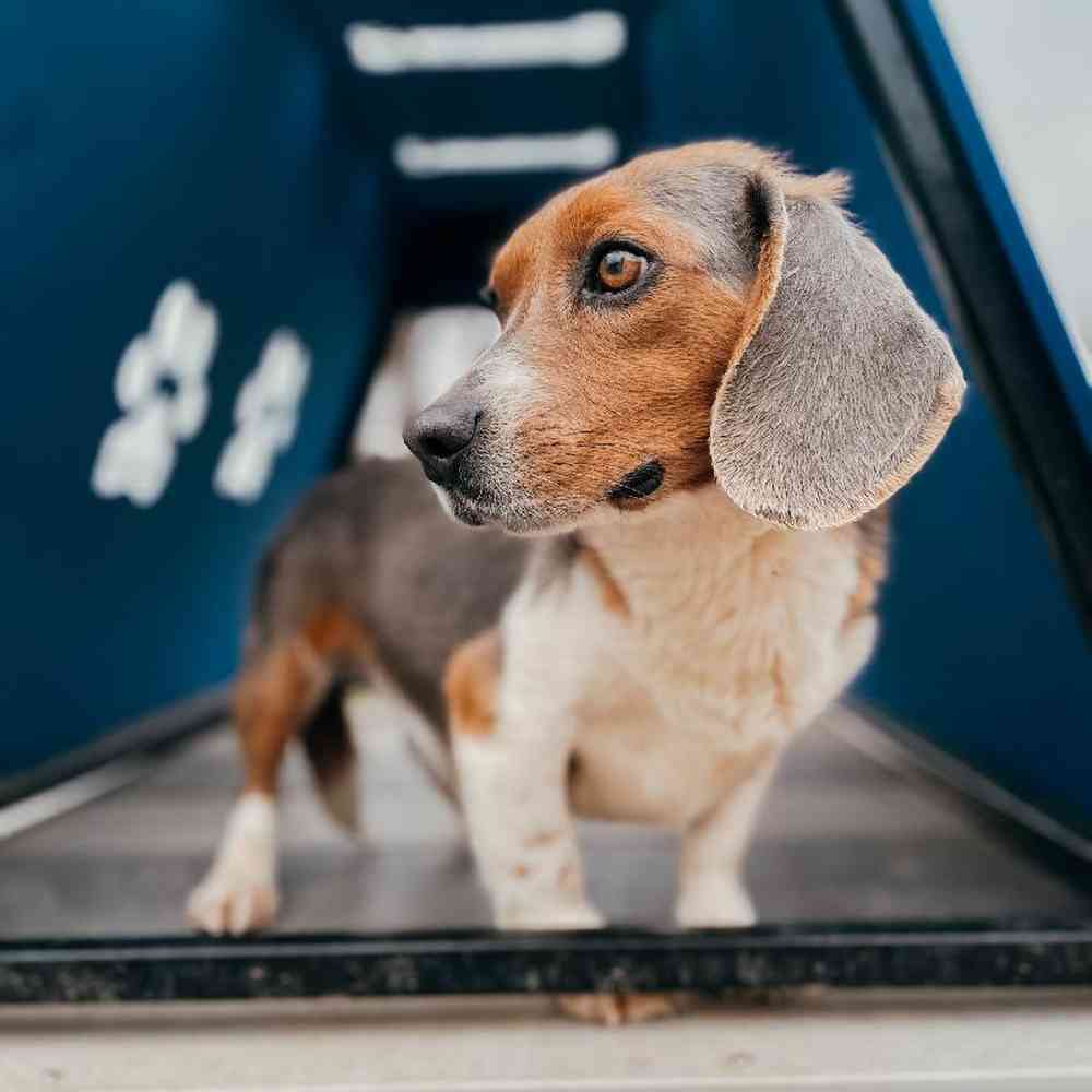Male Beagle Dog for Sale in Neosho, MO