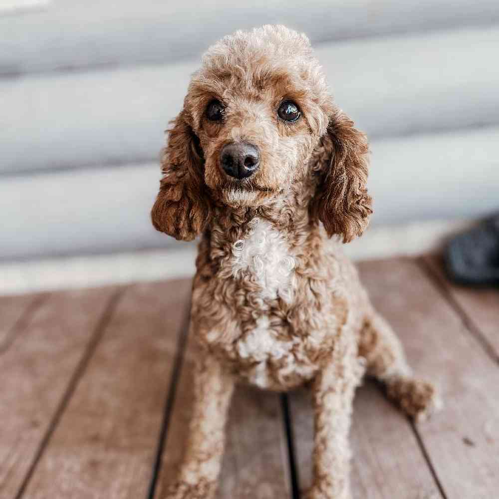 Female Poodle Dog for Sale in Neosho, MO