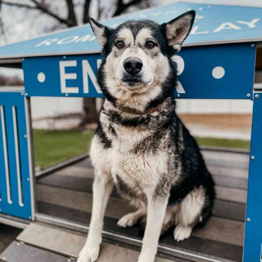 Female Alaskan Malamute Dog for Sale in Neosho, MO