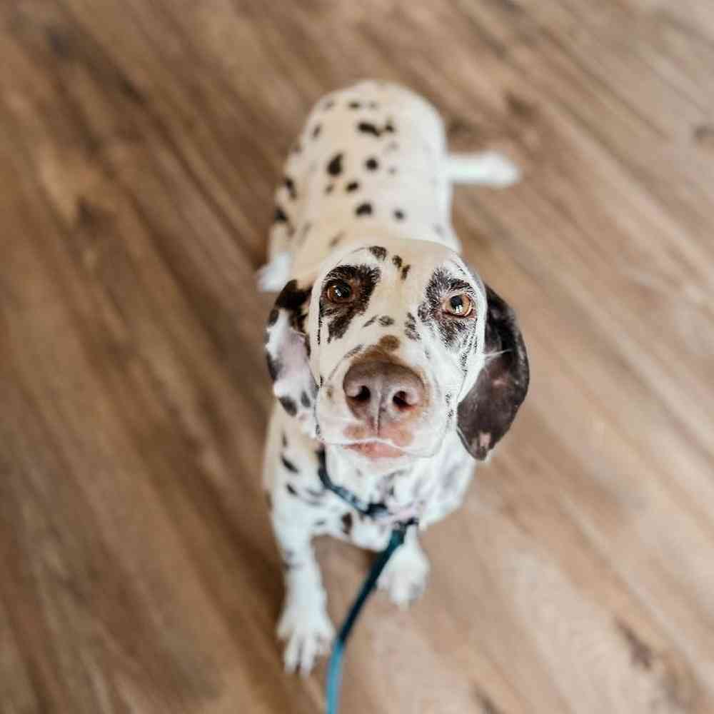 Female Dalmatian Dog for Sale in Neosho, MO
