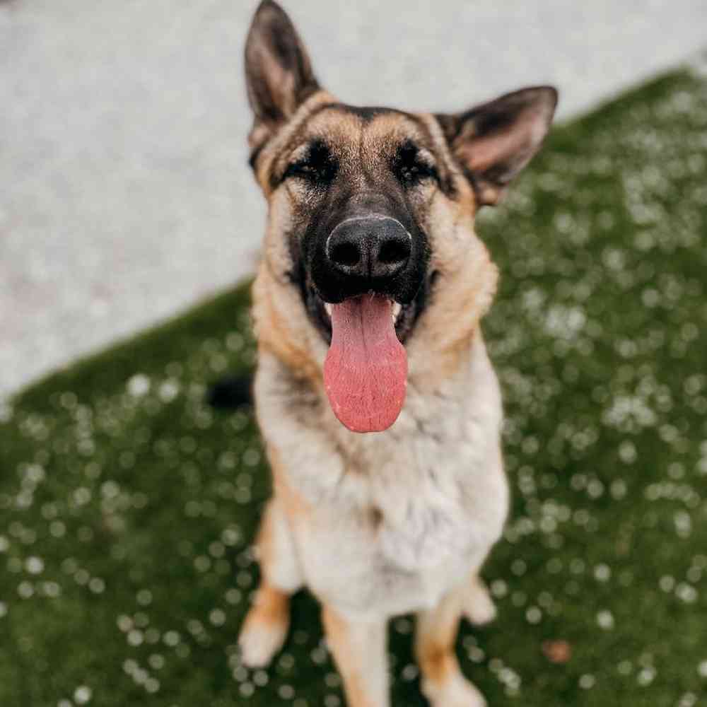 Female German Shepherd Dog for Sale in Neosho, MO