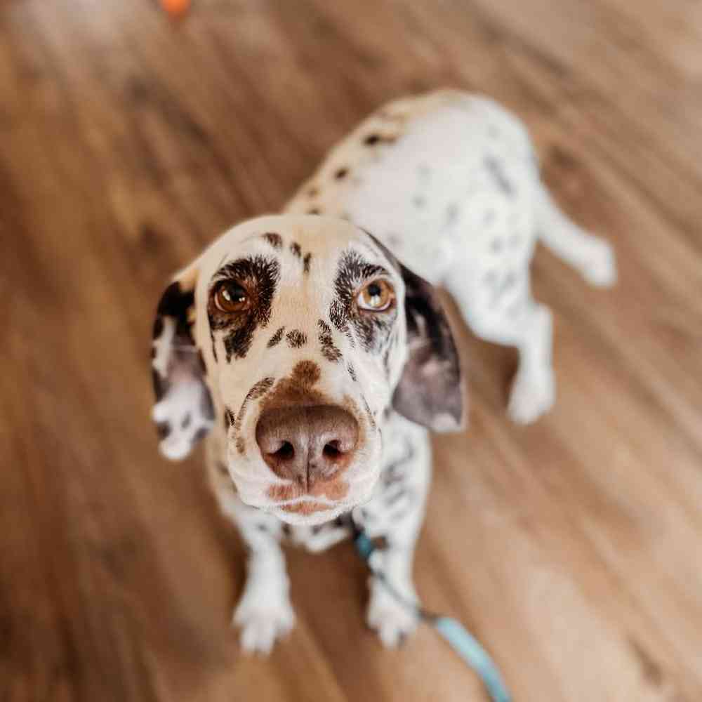 Female Dalmatian Dog for Sale in Neosho, MO