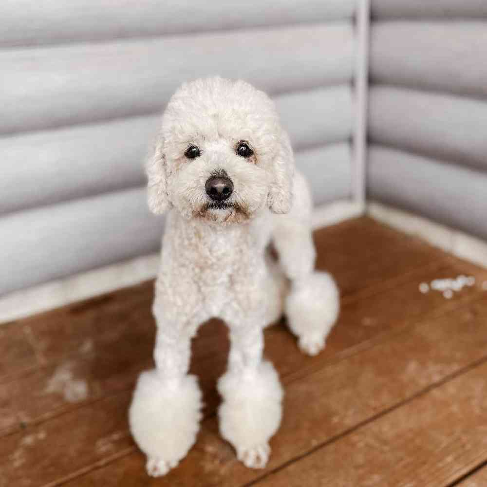 Female Poodle Dog for Sale in Neosho, MO