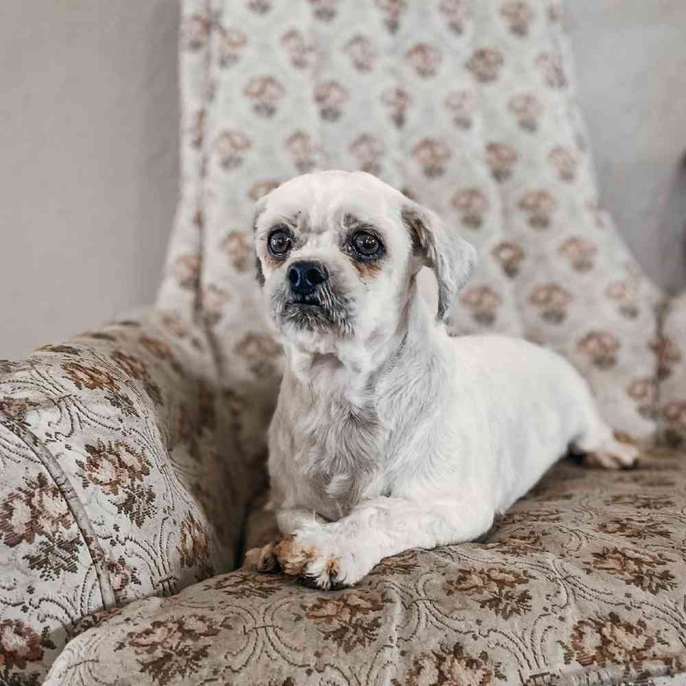 Female Lhasa Apso Dog for Sale in Neosho, MO