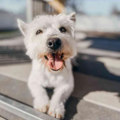 Male West Highland White Terrier Dog for Sale in Neosho, MO