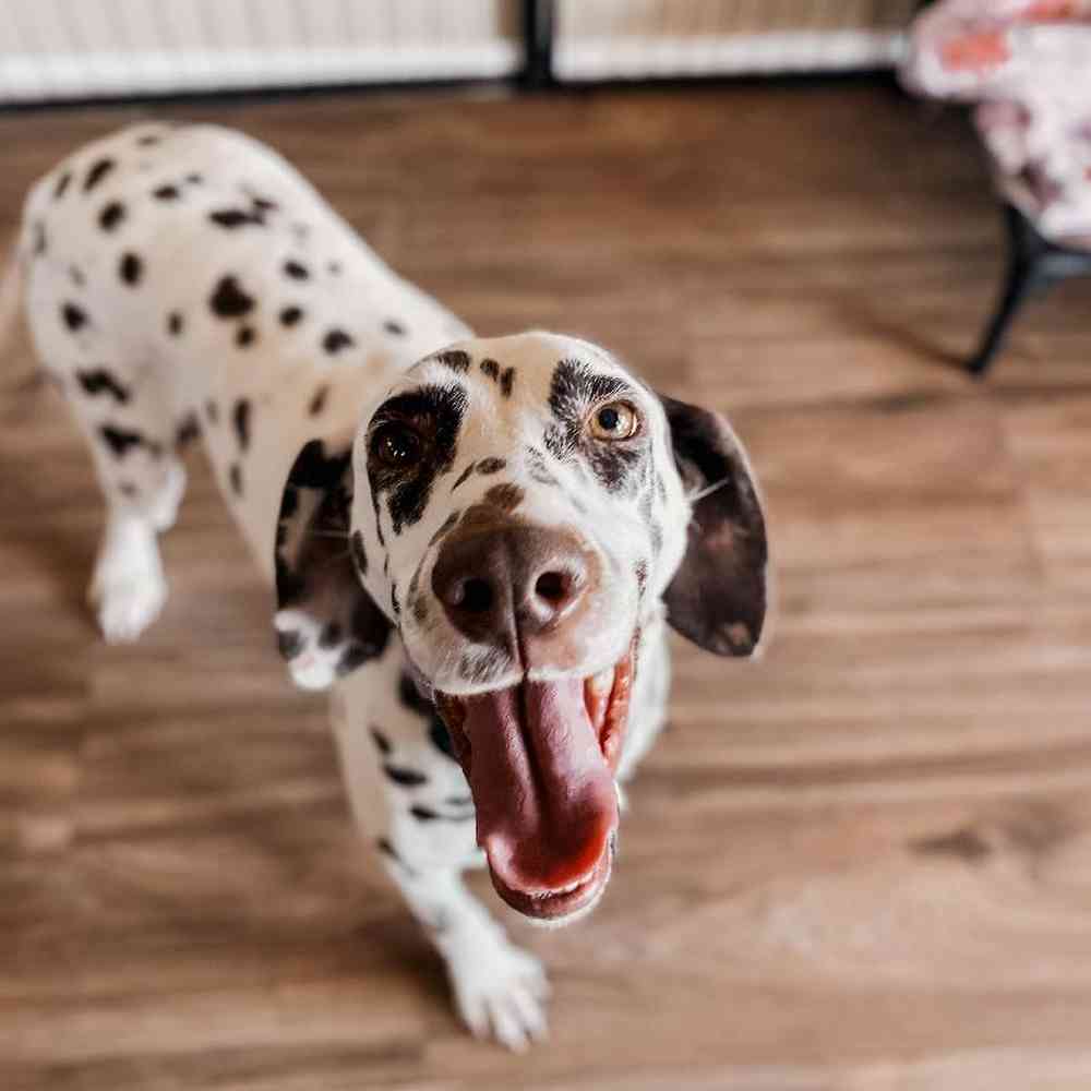 Female Dalmatian Dog for Sale in Neosho, MO