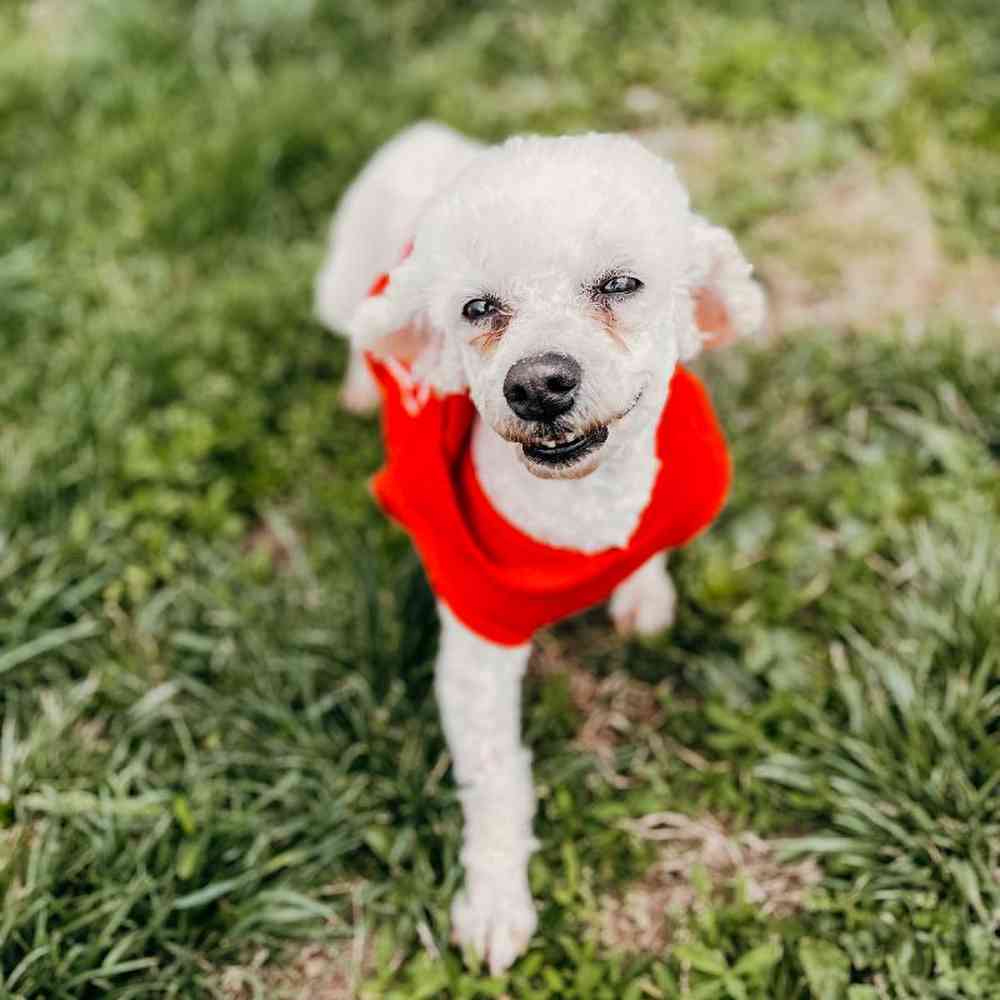 Female Bichon Dog for Sale in Neosho, MO