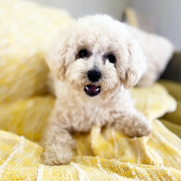 Female Bichon-Poodle Dog for Sale in Neosho, MO