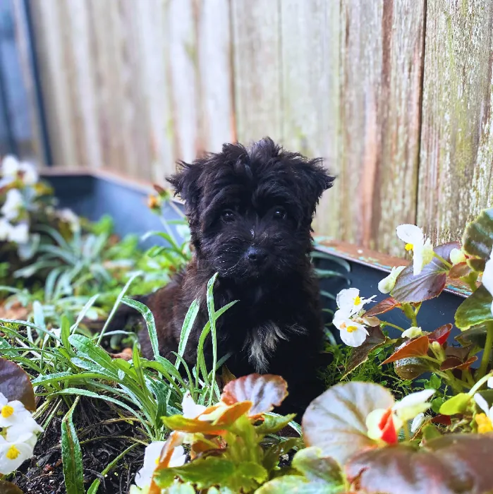 Female Yochon Dog for Sale in Neosho, MO