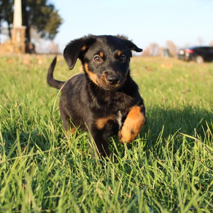 Female Mixed Breed Dog for Sale in Neosho, MO
