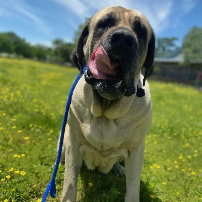 Female English Mastiff Dog for Sale in Neosho, MO