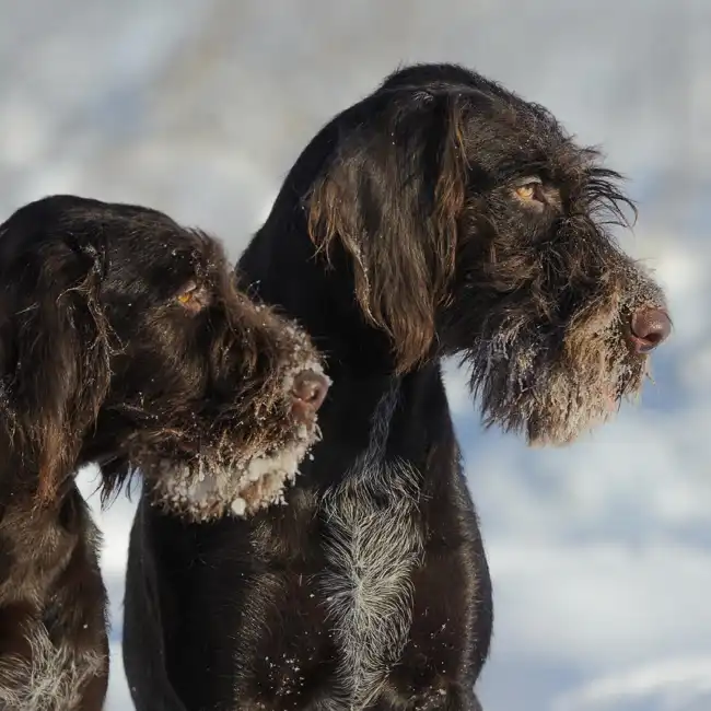 Giant Schnauzer image