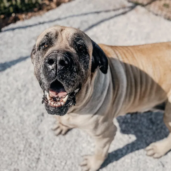 Female English Mastiff Dog for Sale in Neosho, MO